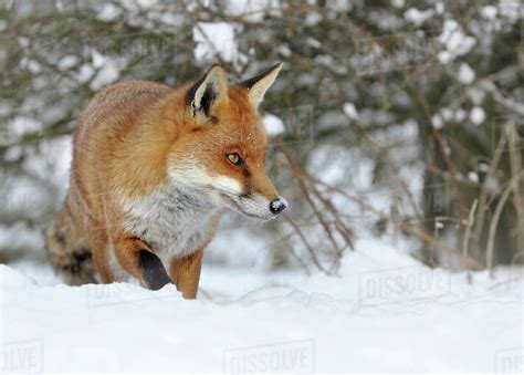 European Red Fox Vulpes Vulpes In Snow Uk Captive Stock Photo