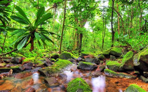 Exotic Tropical Landscape Jungle Flow Stones Rocks With Green Moss