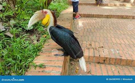 Wild Bird Wreathed Hornbill Standing On A Red Brick Walkway In The