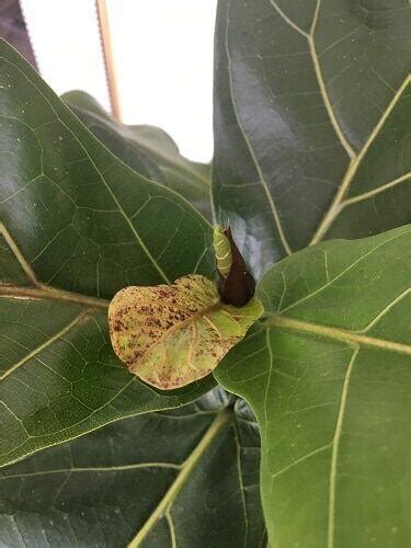 Red Spots On Fiddle Leaf Fig Tree Heres Why And What To Do