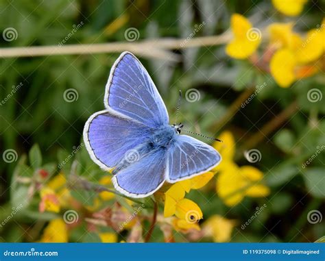 Common Blue Butterfly On Flower Stock Photo Image Of Summer Nature