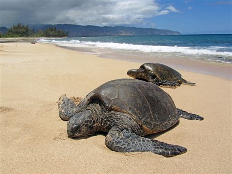 Pollution Is Causing Herpes In Sea Turtles OutwardOn Com