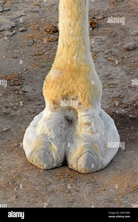 Camel Toe Hi Res Stock Photography And Images Alamy