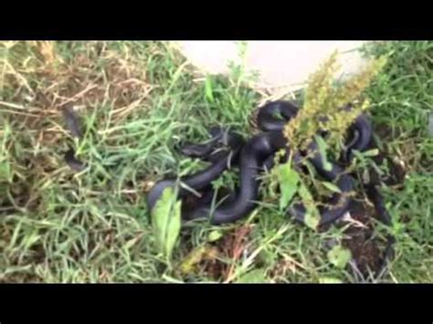 Black Snakes Sex YouTube