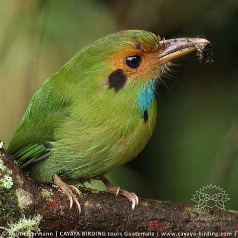 Birds Of Guatemala Cayaya Birding Photo Highlights