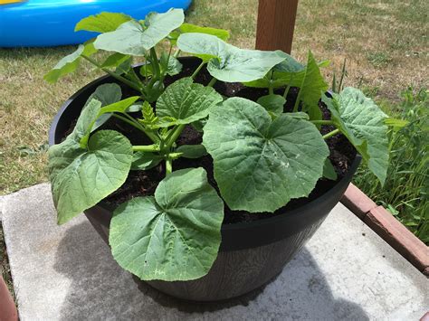 The farm can be lit from within by glowstone as shown, or. My sugar pie pumpkins are growing like crazy! Is there ...