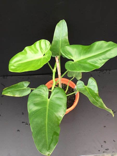 The philodendron erubescens is sometimes referred to as the blushing philodendron and is a flowering plant which is native to colombia. Philodendron erubescens /Blushing Philodendron - Isabellas ...