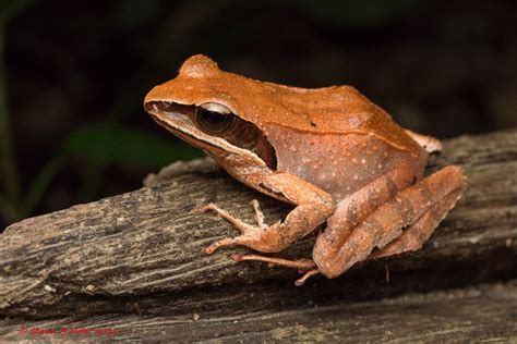 Ryukyu Brown Frog Amphibians Of Okinawa By Shawn Miller Okinawa