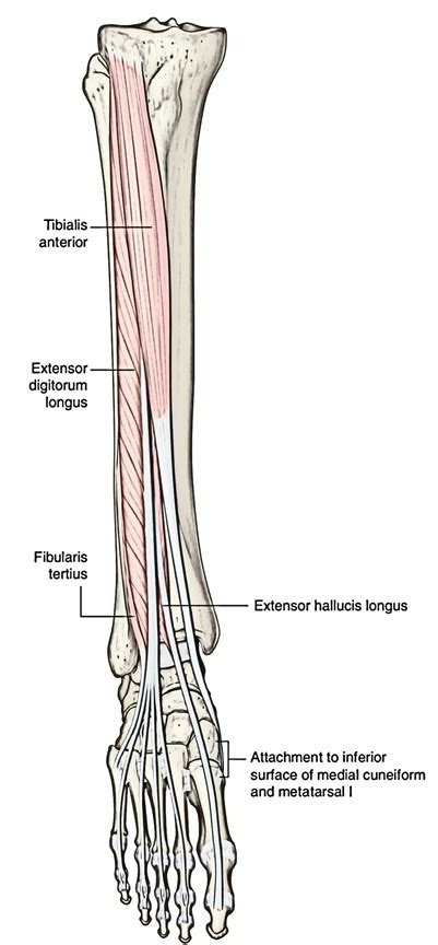 Surface Anatomy Of The Neck