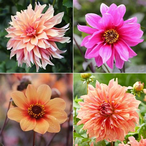 Dahlia Assorted Flirty Fleurs Veracruz Collection 8 Tuber Clumps