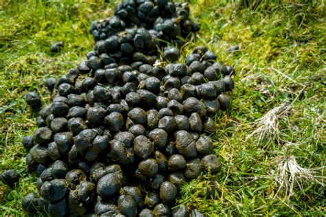 Is Clumpy Goat Poop A Cause For Concern