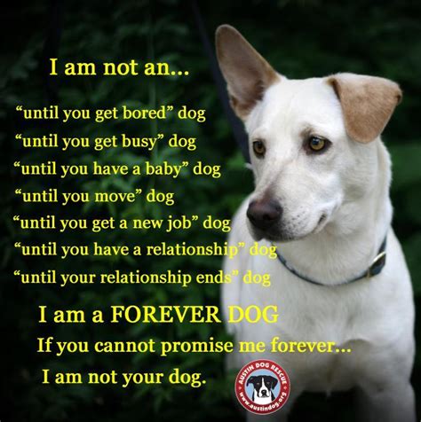Petrescue is a national animal welfare charity with a vision of a future where every pet is safe, respected and loved. Austin Dog Rescue Reviews and Ratings | Manchaca, TX ...