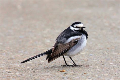 Black Backed Wagtail Motacilla Alba Lugens