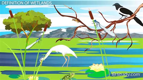 Wetland Definition Types And Characteristics Lesson