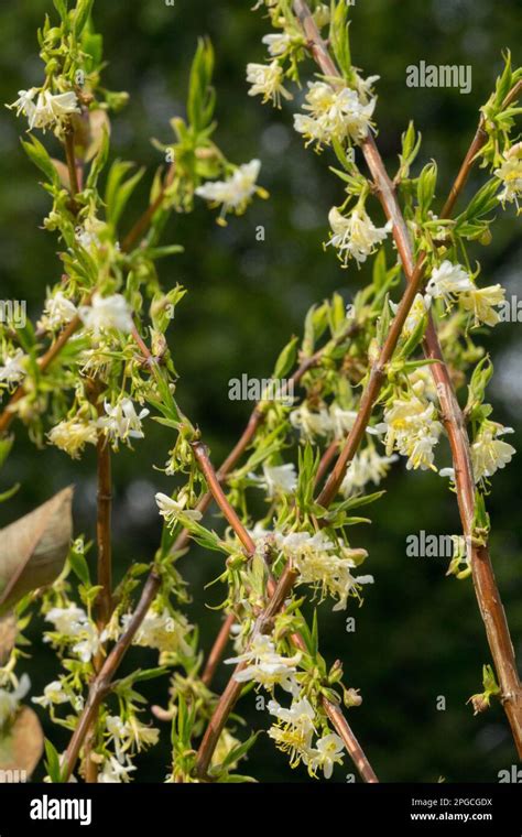 Flowering Shrub Lonicera Honeysuckle Lonicera Purpusii Winter
