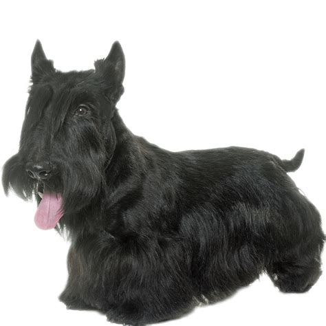 Scottish Terrier Dog Breed Information Dognomics