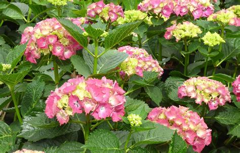 Herzlich willkommen in unserem familienbetrieb. Blütentraum Hortensie - Farbenvielfalt für jeden Garten ...