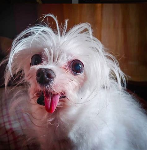 A free subscription to our email editions and news bulletins 50 Dogs So Ugly They're Actually Cute | Best Life