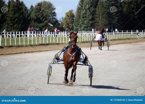 Horses Trotter Breed In Motion Harness Racing Editorial Photography