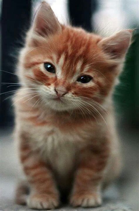 Download adorable kitten images and photos. Extremely Cute Kitten - 2nd February 2015