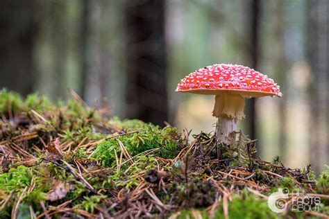 Interesting Facts About Fungi All Facts About