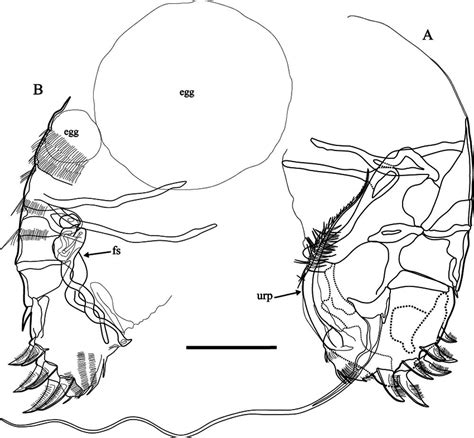 Parapolycope Setouchiensis Sp Nov A Male Holotype Sum Co 2201