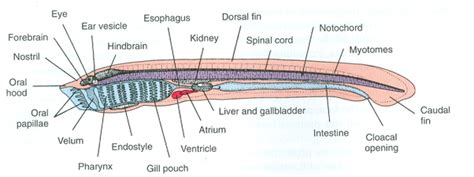 Lamprey Anatomy Anatomical Charts And Posters