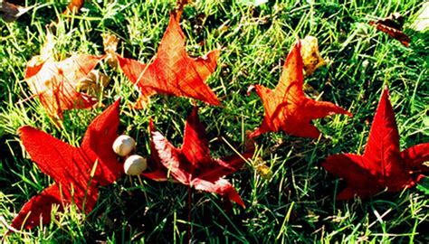 Free css has 3243 free website templates coded using html & css in its gallery. Fast Growing Shade Trees in Florida | Garden Guides
