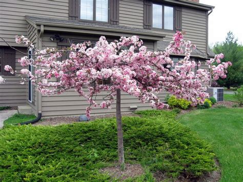 It's hard to pick a favorite. Page not found | Landscaping plants, Flowering crabapple ...