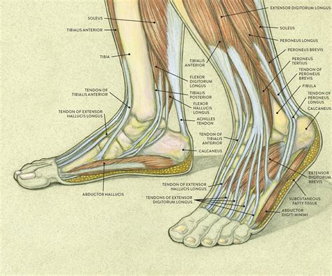 Foot Anatomy Tendons Muscles Of The Foot Dorsal Plantar
