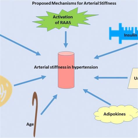 Mechanisms Underlying Arterial Stiffness Download Scientific Diagram