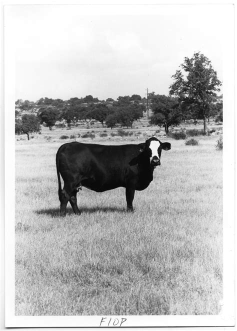 Check spelling or type a new query. Black Cow with White Face - The Portal to Texas History