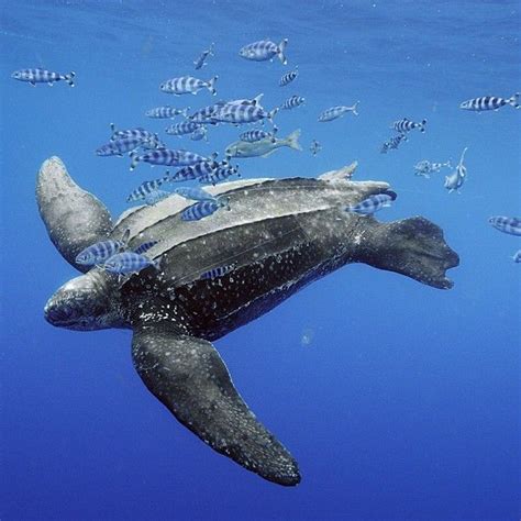 Brianskerry Leatherback Turtle Azores Surrounded By Pilotfish