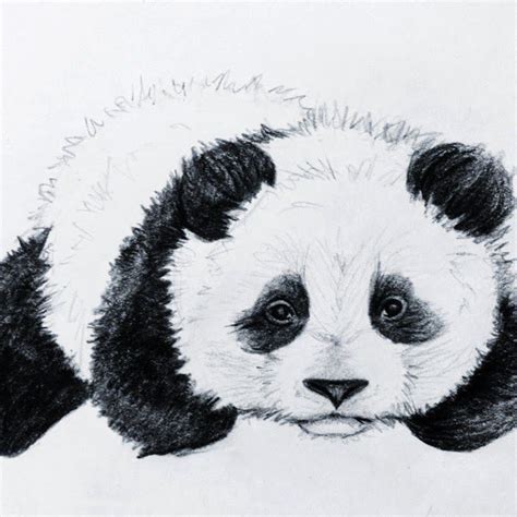 Illustrations By Ciaraleanne Baby Panda Sketch Panda Sketch Panda