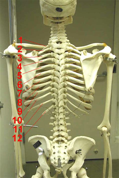 Generally, ribs 1 to 7 are connected to the sternum by their costal cartilages and are called true ribs, whereas ribs 8 to 12 are termed false ribs. How Many Ribs?