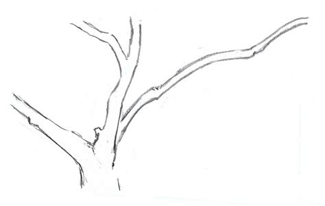 Tree Branch Drawing At Explore Collection Of Tree