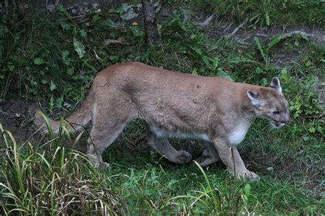 Schwarzer puma bilder und stockfotos istock. Puma (Puma concolor) am 18.9.2010 im Zoo Sauvage de Saint ...