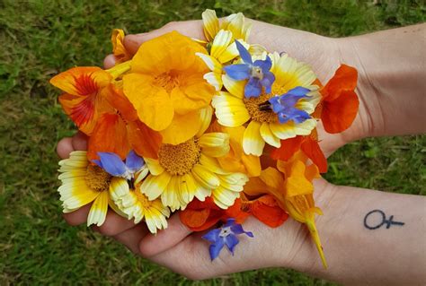 Beginners Guide To Foraging Edible Flowers Plants And Mushrooms