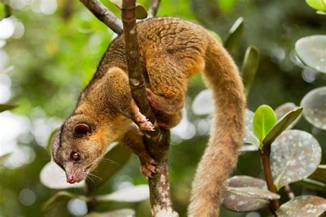 New Carnivore Revealed Photos Of The Olinguito And Its Kin Animals