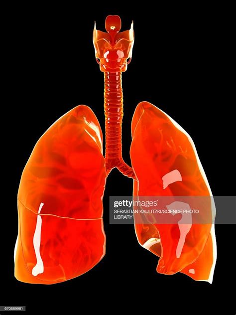 Human Lungs High Res Vector Graphic Getty Images