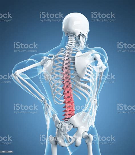 The lateral and medial muscles in both compartments invert, evert, and rotate the foot. Skeletal Image Representing Lower Back Pain Stock Photo - Download Image Now - iStock