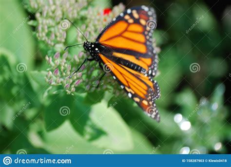 A Beautiful Monarch Butterfly Sitting On Unopened Flower Buds Stock