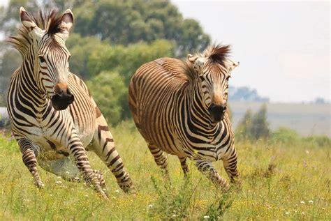 Where Does A Zebra Live Zebras Facts Diet Habitat Information