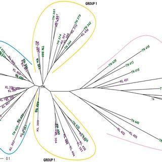 Unrooted Neighbour Joining Phylogenetic Tree Based On The Bruvo Genetic