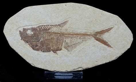 Diplomystus Fossil Fish 1545 For Sale