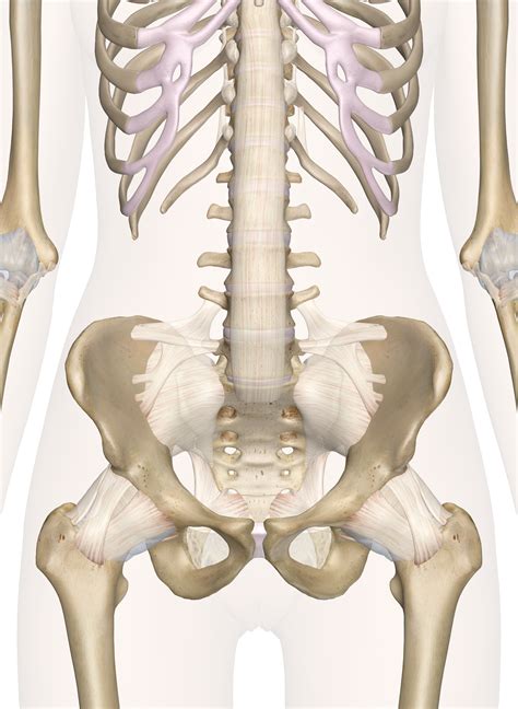 Bones Of The Pelvis And Lower Back
