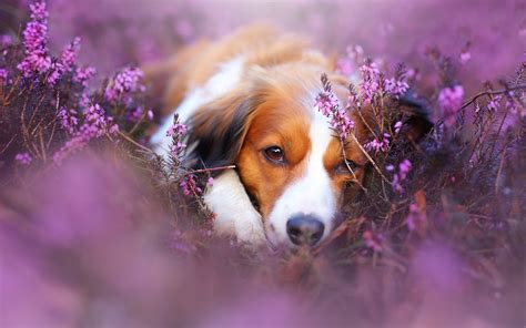 Dog And Flower Picture Flower Dog Pictures Photos And Images For