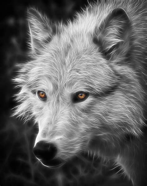 Glowing Wolf Eyes Grey Wolf In Black And White With Glowing Eyes