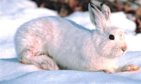 Snowshoe Hare Facts Diet And Habitat Information