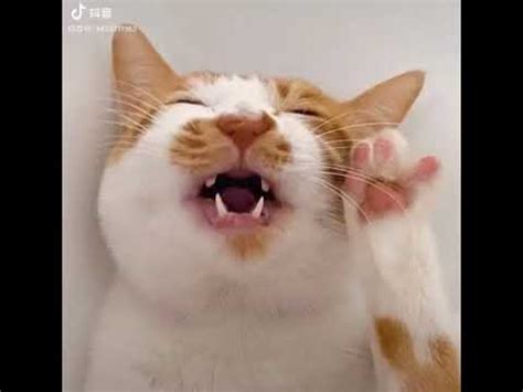Kucing comel lawak gila kucingcomel com. LAWAK KUCING COMEL - YouTube